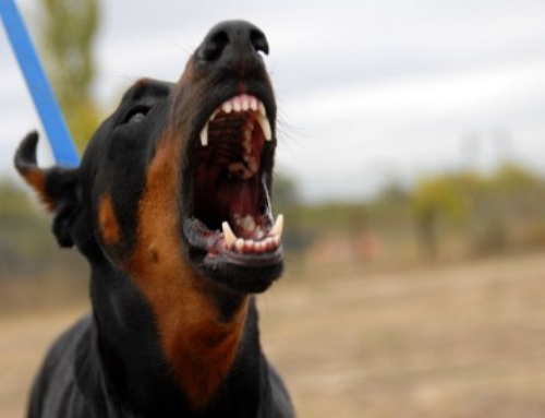 Texas Jury Rewards Plaintiff with $695,000 for Dog Bite